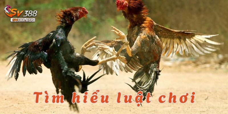 Cùng tìm hiểu về luật chơi đá gà Thomo tại nhà cái hàng đầu SV388