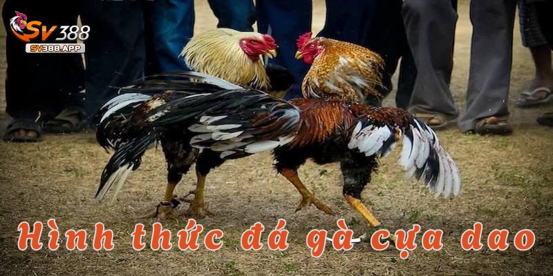 Đá gà cựa dao có rất nhiều hình thức đa dạng