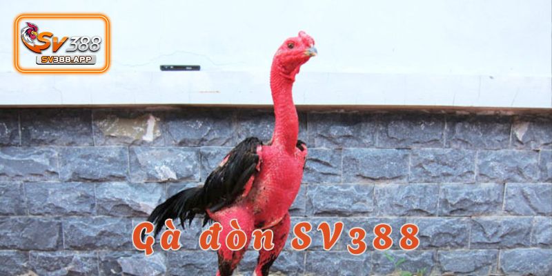 Gà đòn SV388 là một trong những trò chơi cá cược đặc sắc và hấp dẫn