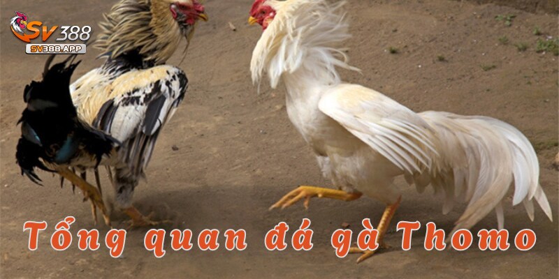 Hé lộ thông tin chi tiết về đá gà Thomo tại SV388