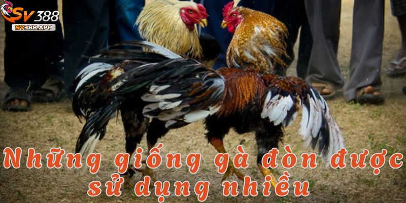 Những giống gà đòn SV388 được ưa chuộng nhiều nhờ vào sức mạnh
