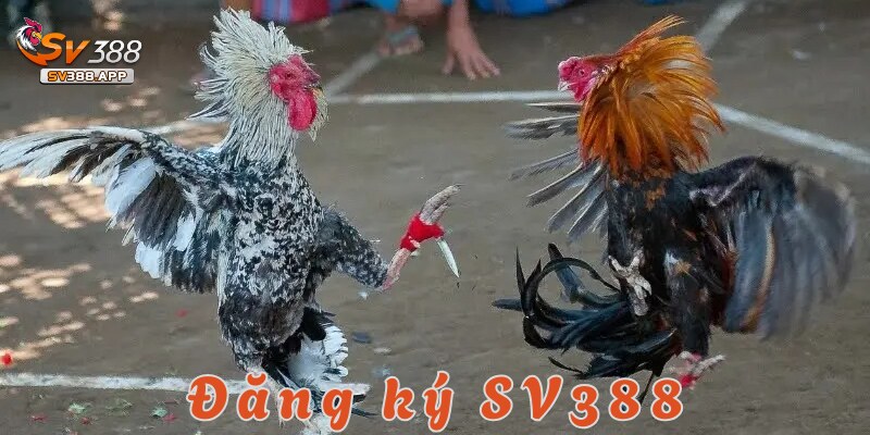 Tham gia và đặt cược đá gà Thomo tại SV388 không hề khó