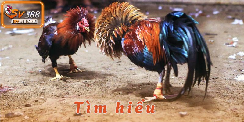 đá gà sv388