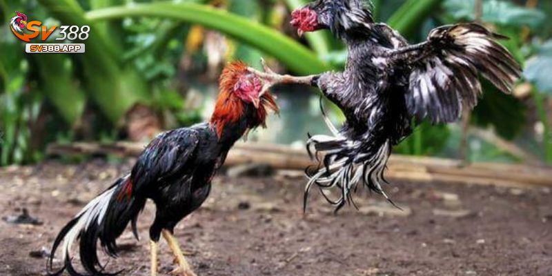 Những hình thức đá gà đặc sắc tại SV388