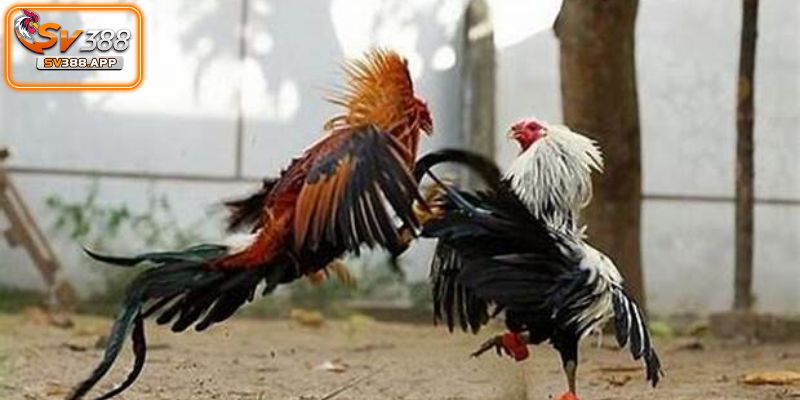 Hướng dẫn nhanh để tham gia đá gà sv388