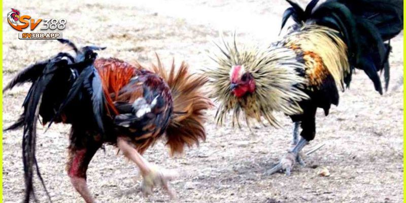 Những điểm nổi bật giúp sảnh Đá gà sv388 vượt trội so với các nền tảng khác