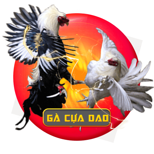 Đá gà cựa dao