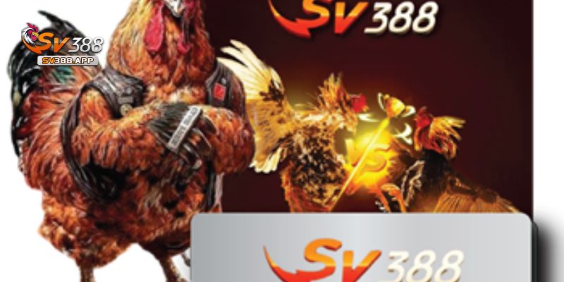 Các điểm cần lưu ý khi SV388 không thể truy cập