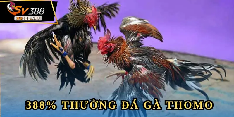 SV388 Tặng 388% Thưởng Đá Gà Thomo – Cơ Hội Vàng Cho Bạn