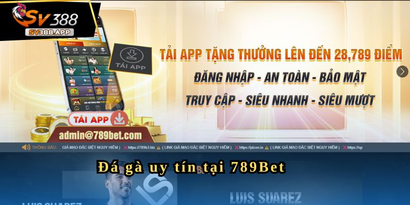 Đá gà uy tín tại 789Bet