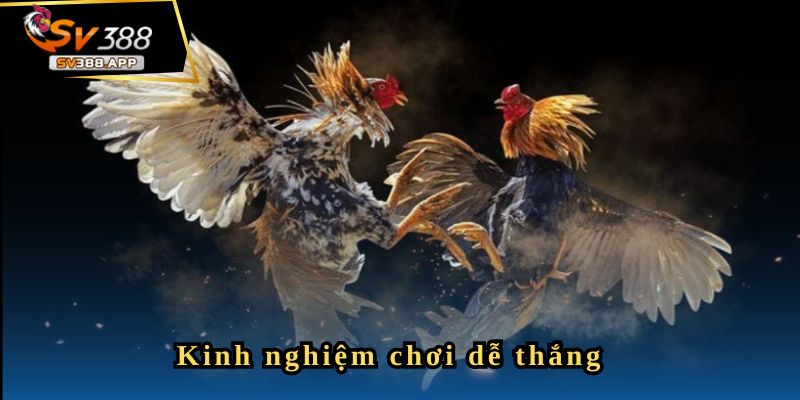 Bước tiếp theo sau khởi đầu thành công