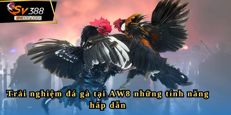 Trải nghiệm đá gà tại AW8 những tính năng hấp dẫn