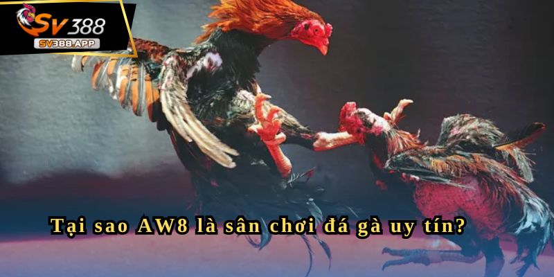 Tại sao AW8 là sân chơi đá gà uy tín?
