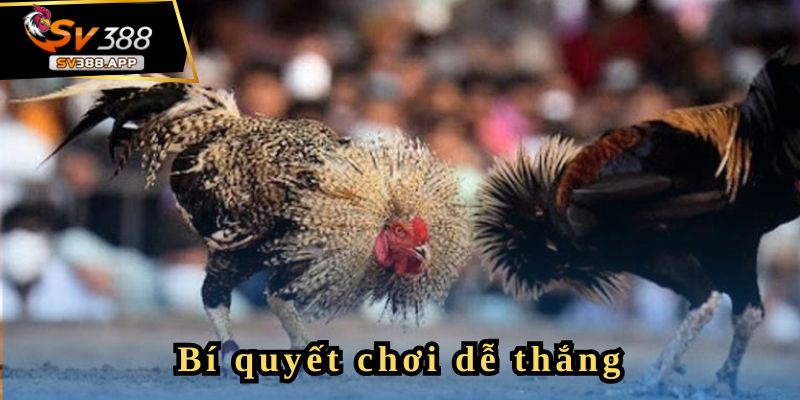 Kế hoạch tương lai