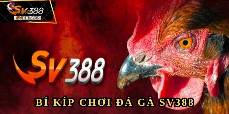 Khoảnh khắc nghẹt thở và chiến thắng bất ngờ khi chơi đá gà SV388