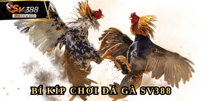 Bắt kèo theo phong độ gà