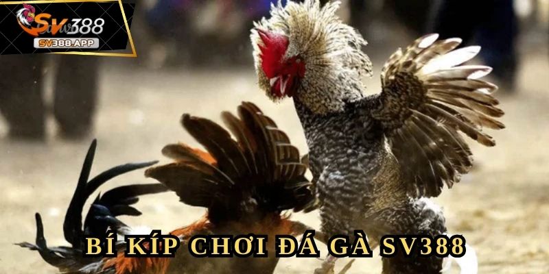 Chiến thuật chơi đá gà SV388 của tài khoản Chipheo78