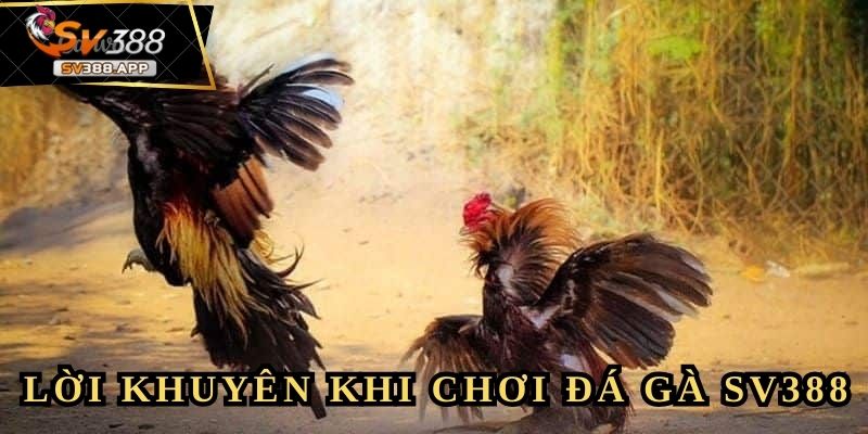 Bài học từ Thienxa345 dành cho người mới chơi đá gà SV388
