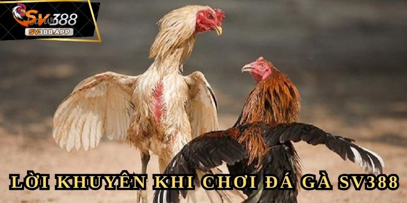 Bí quyết kiếm tiền ổn định từ cá cược đá gà SV388