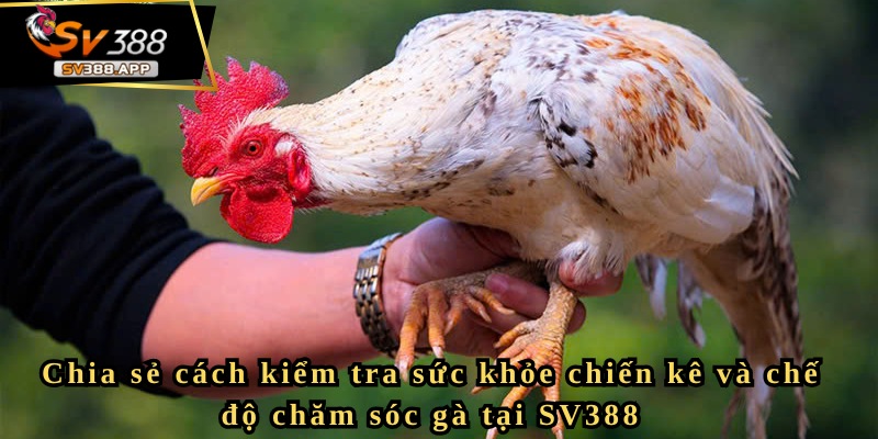 Chia sẻ cách kiểm tra sức khỏe chiến kê và chế độ chăm sóc gà tại SV388