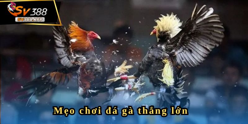 Chia sẻ kinh nghiệm chơi