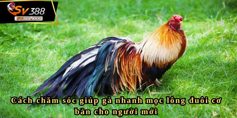 Cách chăm sóc giúp gà nhanh mọc lông đuôi cơ bản cho người mới
