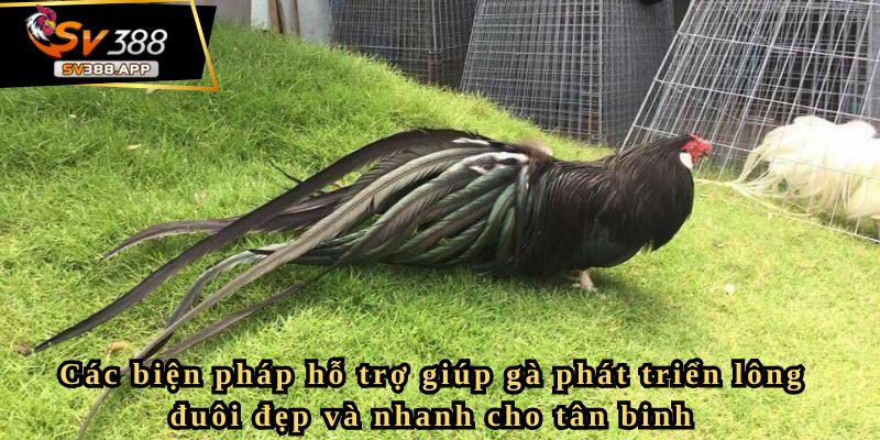 Các biện pháp hỗ trợ giúp gà phát triển lông đuôi đẹp và nhanh cho tân binh