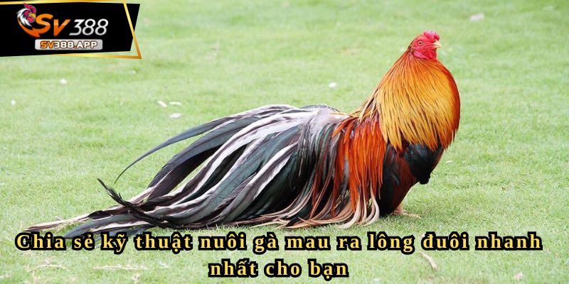 Chia sẻ kỹ thuật nuôi gà mau ra lông đuôi nhanh nhất cho bạn