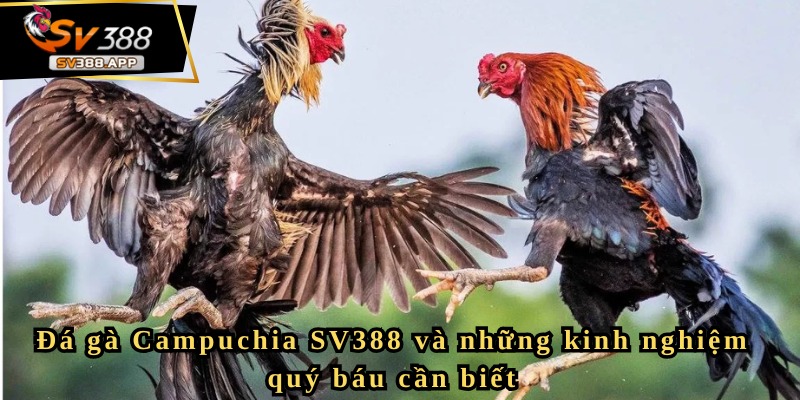 Tìm hiểu về đá gà Campuchia SV388