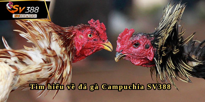 Những kinh nghiệm quý báu cần biết khi chơi đá gà Campuchia SV388