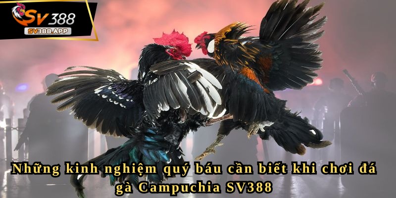 Đá gà Campuchia SV388 – Giải trí có trách nhiệm và văn minh