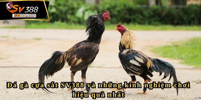 Đá gà cựa sắt SV388: Sức hút không thể cưỡng lại trong giới cá cược