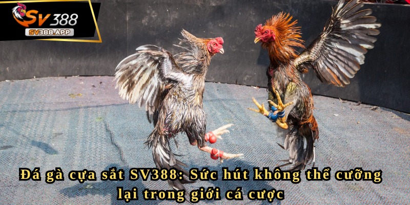 Kỹ năng soi kèo đá gà cựa sắt SV388