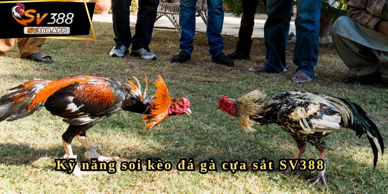 Mẹo chơi đá gà SV388 hiệu quả mà ít người tiết lộ