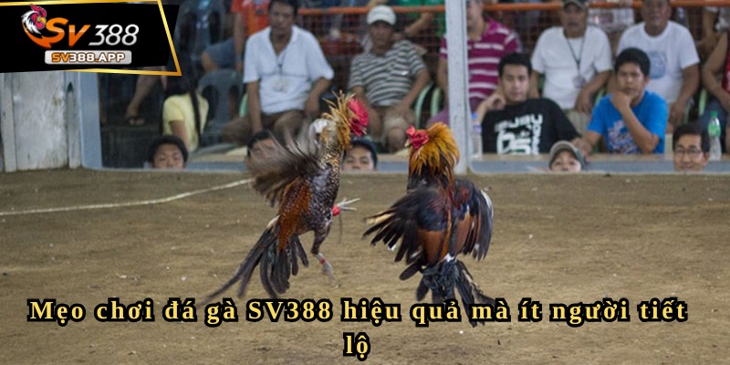Đá gà cựa sắt SV388 và những kinh nghiệm chơi hiệu quả nhất