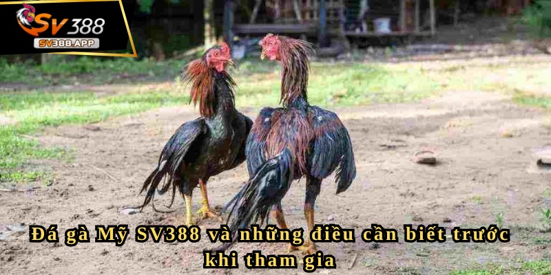 Đá gà Mỹ SV388 và những điều cần biết trước khi tham gia