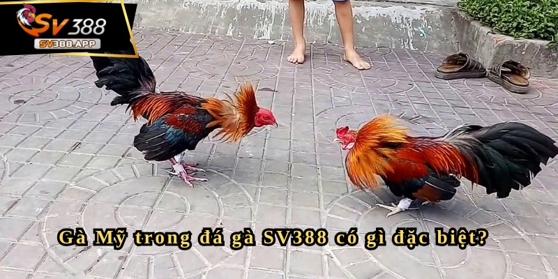 Gà Mỹ trong đá gà SV388 có gì đặc biệt?