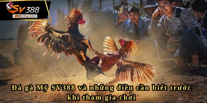 Đá gà Mỹ SV388 và những điều cần biết trước khi tham gia chơi