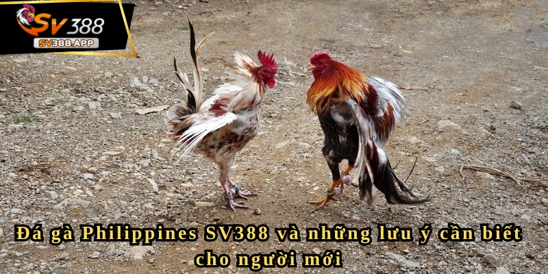 Đá gà Philippines SV388 và những lưu ý cần biết