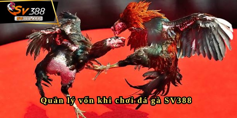 Đá gà Philippines SV388 và những lưu ý cần biết cho người mới