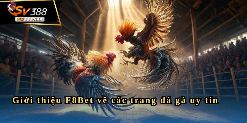 Giới thiệu F8Bet về các trang đá gà uy tín