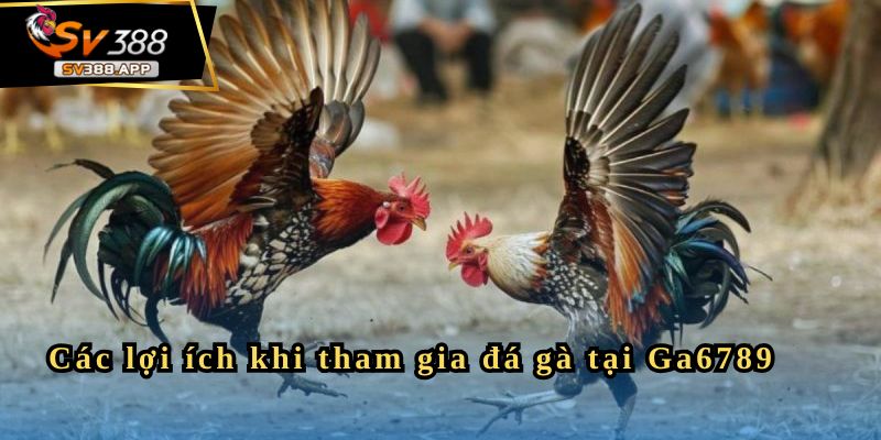 Các lợi ích khi tham gia đá gà tại Ga6789