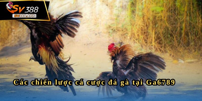 Các chiến lược cá cược đá gà tại Ga6789