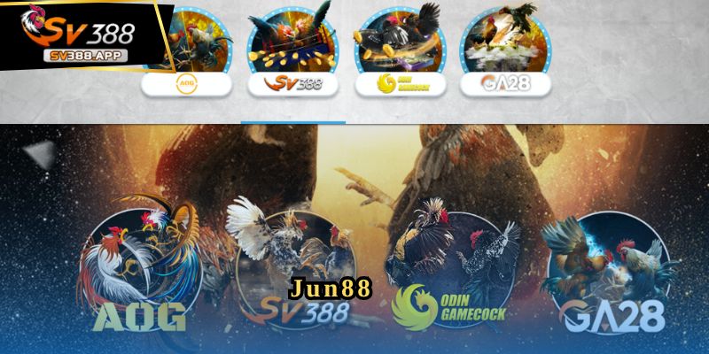 Jun88 – Trang Đá Gà Uy Tín Mang Đến Trải Nghiệm Tuyệt Vời