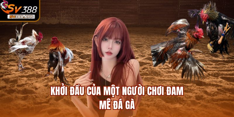 Khởi đầu của một người chơi đam mê đá gà