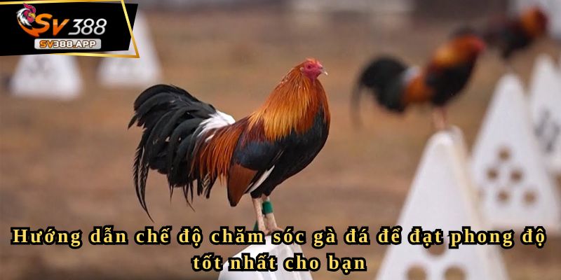 Hướng dẫn chế độ chăm sóc gà đá để đạt phong độ tốt nhất cho bạn