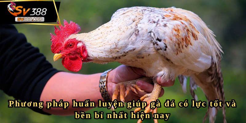 Phương pháp huấn luyện giúp gà đá có lực tốt và bền bỉ nhất hiện nay