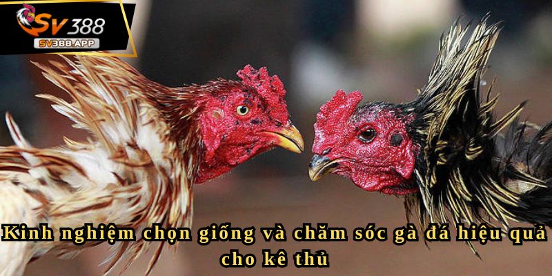 Kinh nghiệm chọn giống và chăm sóc gà đá hiệu quả cho kê thủ