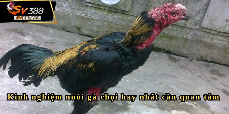 Kinh nghiệm nuôi gà chọi hay nhất cần quan tâm 