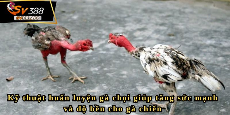 Kỹ thuật huấn luyện gà chọi giúp tăng sức mạnh và độ bền cho gà chiến